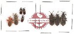Scientific lot no. 245 Heteroptera (Aradiidae) (8 pcs)