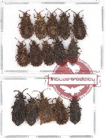 Scientific lot no. 277 Heteroptera (Aradiidae) (15 pcs A, A-, A2)