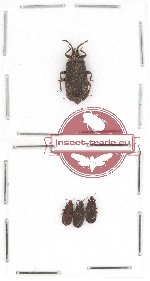 Scientific lot no. 214 Heteroptera (Aradiidae) (4 pcs)