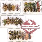 Scientific lot no. 290 Heteroptera (Pentatomidae) (32 pcs A, A-, A2)