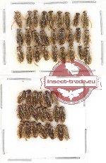Scientific lot no. 284 Heteroptera (47 pcs)