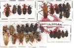 Scientific lot no. 300 Heteroptera (33 pcs A, A-, A2)