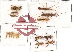 Scientific lot no. 212 Heteroptera (16 pcs A, A-, A2)