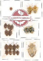 Scientific lot no. 202 Heteroptera (Pentatomidae) (19 pcs)