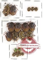 Scientific lot no. 207 Heteroptera (Pentatomidae) (15 pcs)