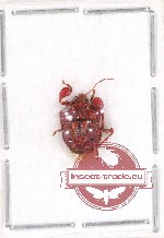 Scientific lot no. 251 Heteroptera (1 pc A2)