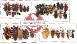 Scientific lot no. 299 Heteroptera (42 pcs A, A-, A2)