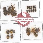 Scientific lot no. 227 Heteroptera (23 pcs A, A2)