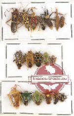 Scientific lot no. 240 Heteroptera (18 pcs A, A-, A2)