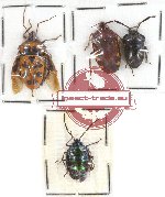Scientific lot no. 258 Heteroptera (Scutellarinae) (4 pcs A, A-, A2)