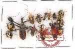 Scientific lot no. 246 Heteroptera (15 pcs)