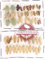 Scientific lot no. 216 Heteroptera (52 pcs A, A-, A2)