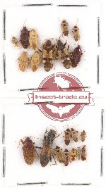Scientific lot no. 218 Heteroptera (20 pcs A, A-, A2)