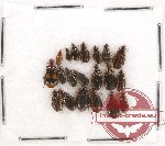 Scientific lot no. 213 Carabidae (20 pcs)