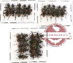 Scientific lot no. 209 Carabidae (20 pcs)