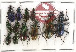Scientific lot no. 208 Carabidae (12 pcs)