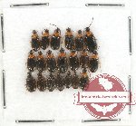 Scientific lot no. 228 Carabidae (20 pcs)