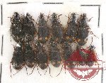 Scientific lot no. 204 Carabidae (13 pcs)