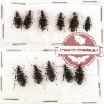 Scientific lot no. 216 Carabidae (11 pcs A, A-, A)