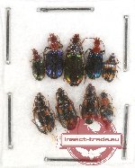 Scientific lot no. 215 Carabidae (9 pcs)