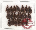 Scientific lot no. 223 Carabidae (20 pcs)