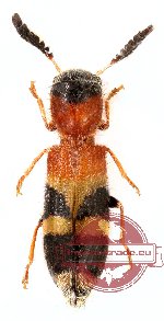 Tilloidea notata