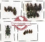 Scientific lot no. 205 Carabidae (17 pcs A, A-, A2)