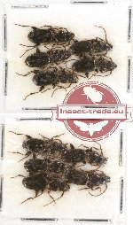 Scientific lot no. 211 Carabidae (10 pcs)