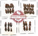 Scientific lot no. 202 Carabidae (39 pcs)