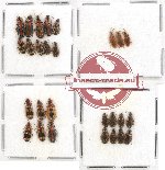 Scientific lot no. 203 Carabidae (27 pcs)