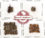 Scientific lot no. 259 Curculionidae (44 pcs)