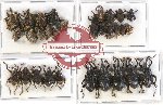 Scientific lot no. 251 Curculionidae (30 pcs)