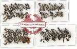 Scientific lot no. 245 Curculionidae (35 pcs)