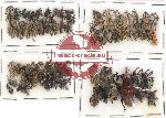 Scientific lot no. 277 Curculionidae (66 pcs)