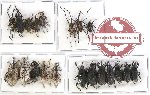 Scientific lot no. 252A Curculionidae (20 pcs - 10 pcs A2)