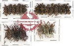 Scientific lot no. 272 Curculionidae (20 pcs)