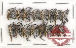 Scientific lot no. 274 Curculionidae (16 pcs)