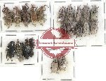 Scientific lot no. 269 Curculionidae (23 pcs)