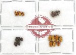 Scientific lot no. 182 Chrysomelidae (Cryptocephalini) (20 pcs)