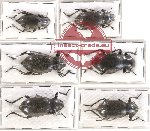 Scientific lot no. 3AB Tenebrionidae (6 pcs - 1 pc A2)