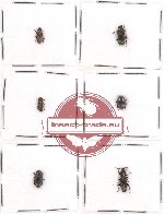 Scientific lot no. 4AB Tenebrionidae (6 pcs)