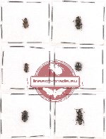 Scientific lot no. 4AB Tenebrionidae (6 pcs)