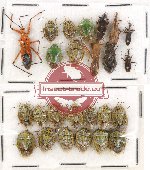Scientific lot no. 230 Heteroptera (25 pcs A, A-, A2)