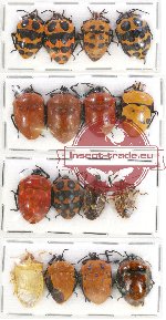 Scientific lot no. 296 Heteroptera (Scutellarinae) (16 pcs A, A-, A)