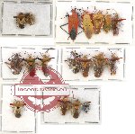 Scientific lot no. 247 Heteroptera (18 pcs A, A-, A2)