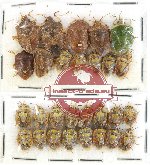 Scientific lot no. 225 Heteroptera (Pentatomidae) (28 pcs)