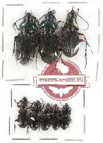 Scientific lot no. 236 Carabidae (8 pcs)