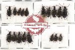 Scientific lot no. 221 Carabidae (18 pcs)