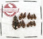 Scientific lot no. 206 Carabidae (11 pcs)