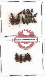 Scientific lot no. 237 Carabidae (20 pcs)